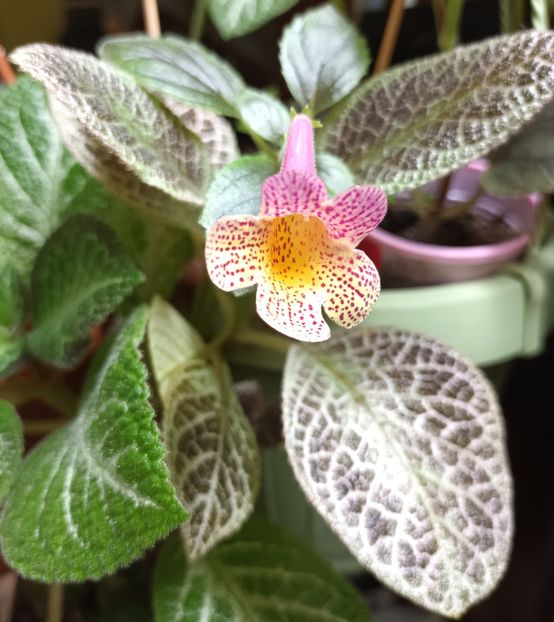 Bineinteles ca am etichetat-o gresit!!! - Printre Gesneriaceae