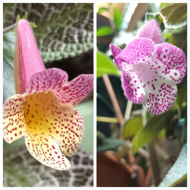 Pistruiatele mele ;) - Printre Gesneriaceae