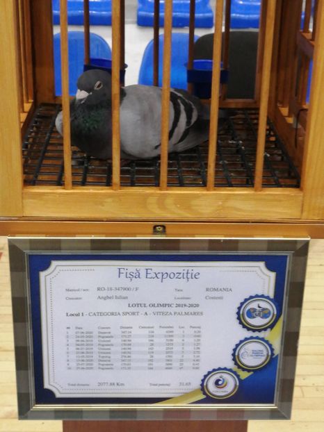  - 2022-04-16-EXPOZITIE COLUMBA-ORAS PLOIESTI-PORUMBEI ROMANI OLIMPICI