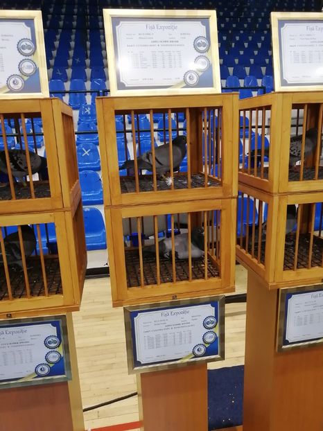  - 2022-04-16-EXPOZITIE COLUMBA-ORAS PLOIESTI-PORUMBEI ROMANI OLIMPICI