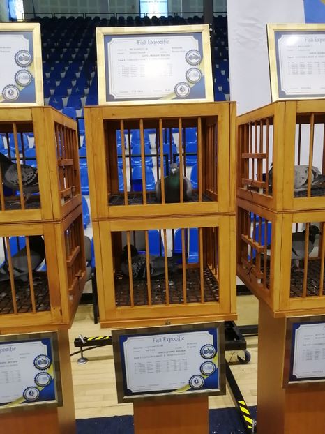  - 2022-04-16-EXPOZITIE COLUMBA-ORAS PLOIESTI-PORUMBEI ROMANI OLIMPICI