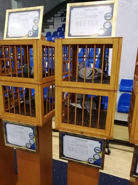  - 2022-04-16-EXPOZITIE COLUMBA-ORAS PLOIESTI-PORUMBEI ROMANI OLIMPICI