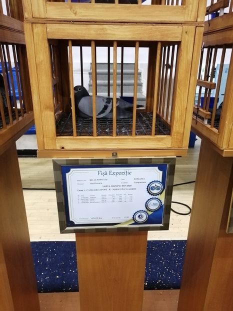  - 2022-04-16-EXPOZITIE COLUMBA-ORAS PLOIESTI-PORUMBEI ROMANI OLIMPICI