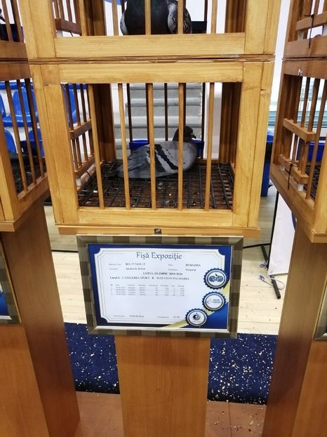  - 2022-04-16-EXPOZITIE COLUMBA-ORAS PLOIESTI-PORUMBEI ROMANI OLIMPICI