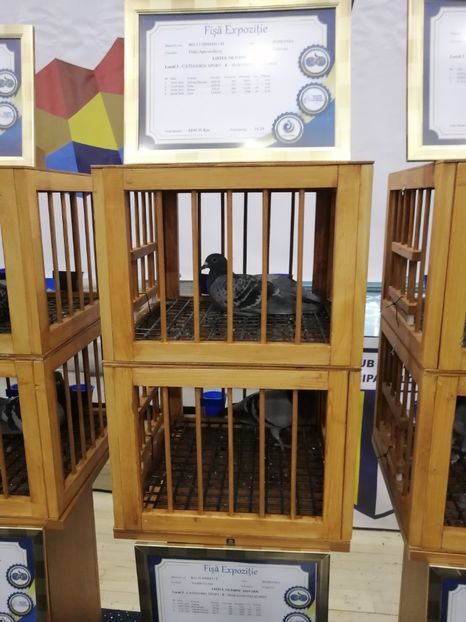  - 2022-04-16-EXPOZITIE COLUMBA-ORAS PLOIESTI-PORUMBEI ROMANI OLIMPICI