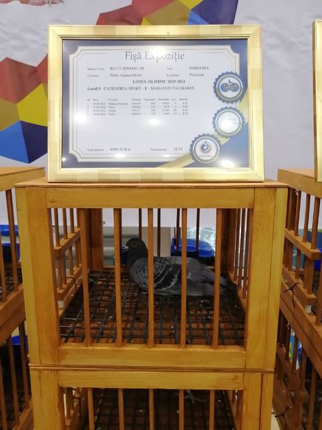  - 2022-04-16-EXPOZITIE COLUMBA-ORAS PLOIESTI-PORUMBEI ROMANI OLIMPICI