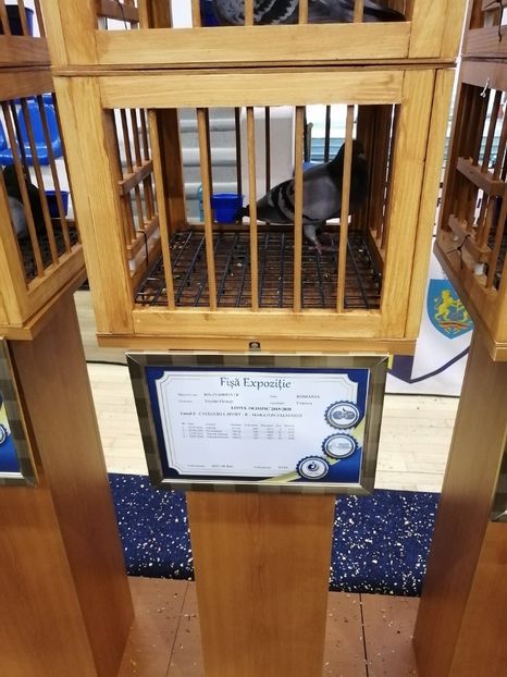  - 2022-04-16-EXPOZITIE COLUMBA-ORAS PLOIESTI-PORUMBEI ROMANI OLIMPICI