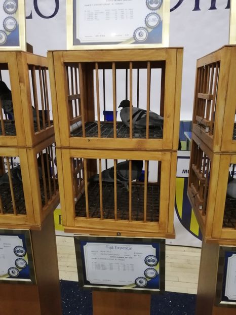  - 2022-04-16-EXPOZITIE COLUMBA-ORAS PLOIESTI-PORUMBEI ROMANI OLIMPICI