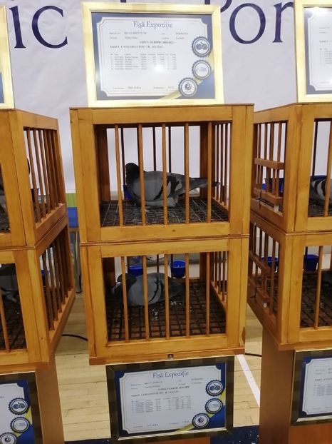  - 2022-04-16-EXPOZITIE COLUMBA-ORAS PLOIESTI-PORUMBEI ROMANI OLIMPICI