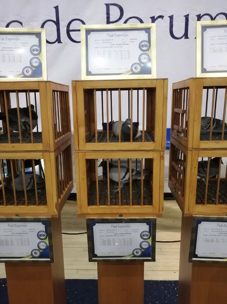  - 2022-04-16-EXPOZITIE COLUMBA-ORAS PLOIESTI-PORUMBEI ROMANI OLIMPICI