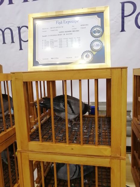  - 2022-04-16-EXPOZITIE COLUMBA-ORAS PLOIESTI-PORUMBEI ROMANI OLIMPICI