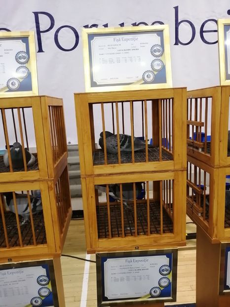  - 2022-04-16-EXPOZITIE COLUMBA-ORAS PLOIESTI-PORUMBEI ROMANI OLIMPICI