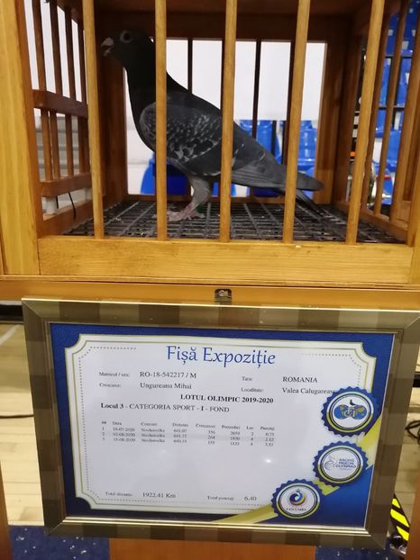  - 2022-04-16-EXPOZITIE COLUMBA-ORAS PLOIESTI-PORUMBEI ROMANI OLIMPICI