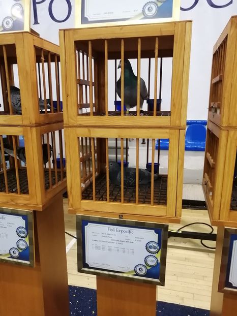  - 2022-04-16-EXPOZITIE COLUMBA-ORAS PLOIESTI-PORUMBEI ROMANI OLIMPICI