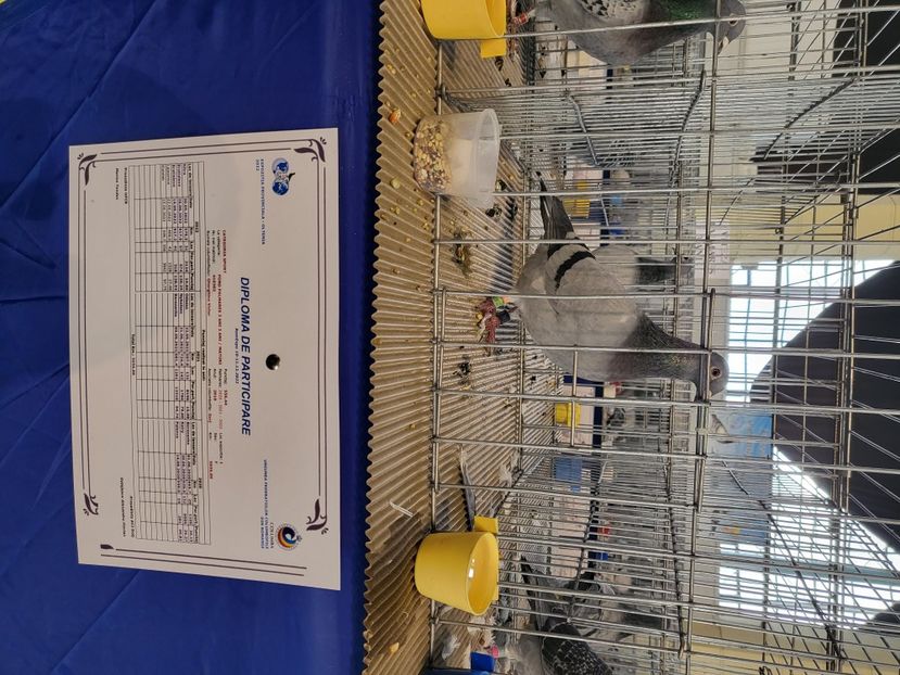  - 2022-DECEMBRIE-10-EXPOZITIE PROVINCIALA MUNTENIA-OLTENIA-COLUMBA-ROMEXPO