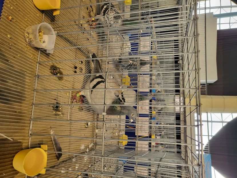  - 2022-DECEMBRIE-10-EXPOZITIE PROVINCIALA MUNTENIA-OLTENIA-COLUMBA-ROMEXPO