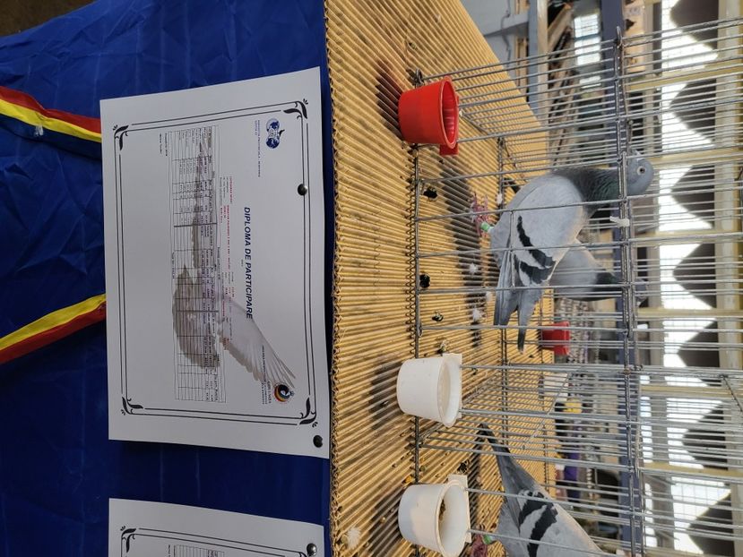  - 2022-DECEMBRIE-10-EXPOZITIE PROVINCIALA MUNTENIA-OLTENIA-COLUMBA-ROMEXPO