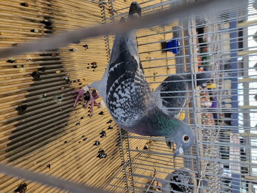  - 2022-DECEMBRIE-10-EXPOZITIE PROVINCIALA MUNTENIA-OLTENIA-COLUMBA-ROMEXPO