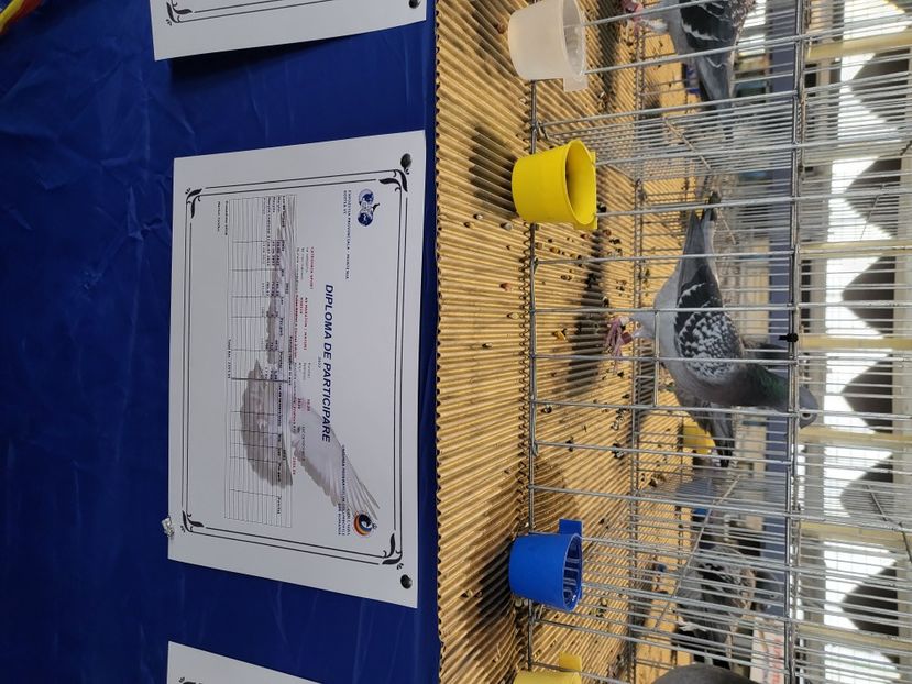  - 2022-DECEMBRIE-10-EXPOZITIE PROVINCIALA MUNTENIA-OLTENIA-COLUMBA-ROMEXPO