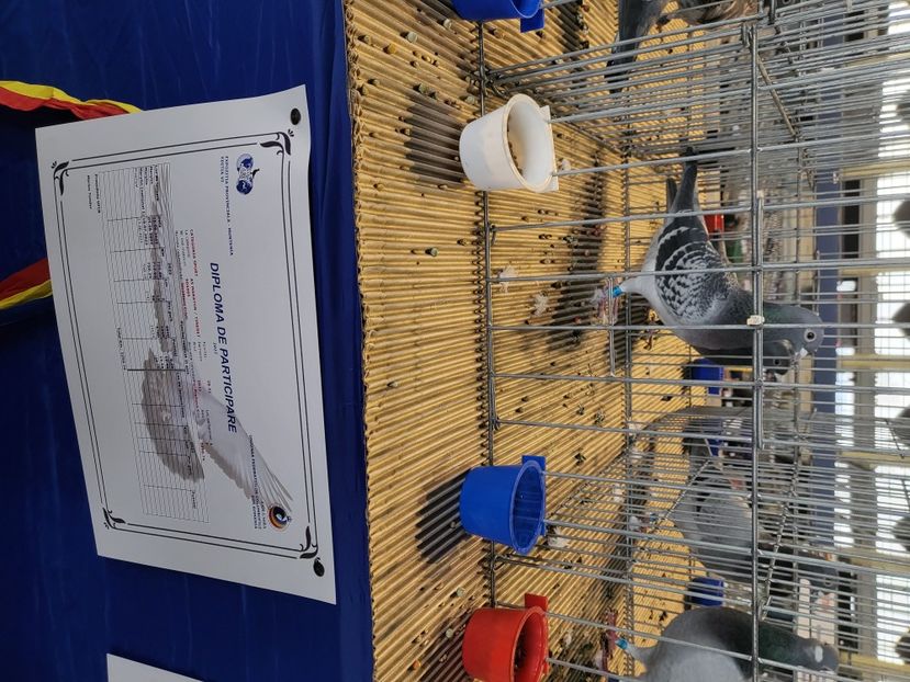  - 2022-DECEMBRIE-10-EXPOZITIE PROVINCIALA MUNTENIA-OLTENIA-COLUMBA-ROMEXPO