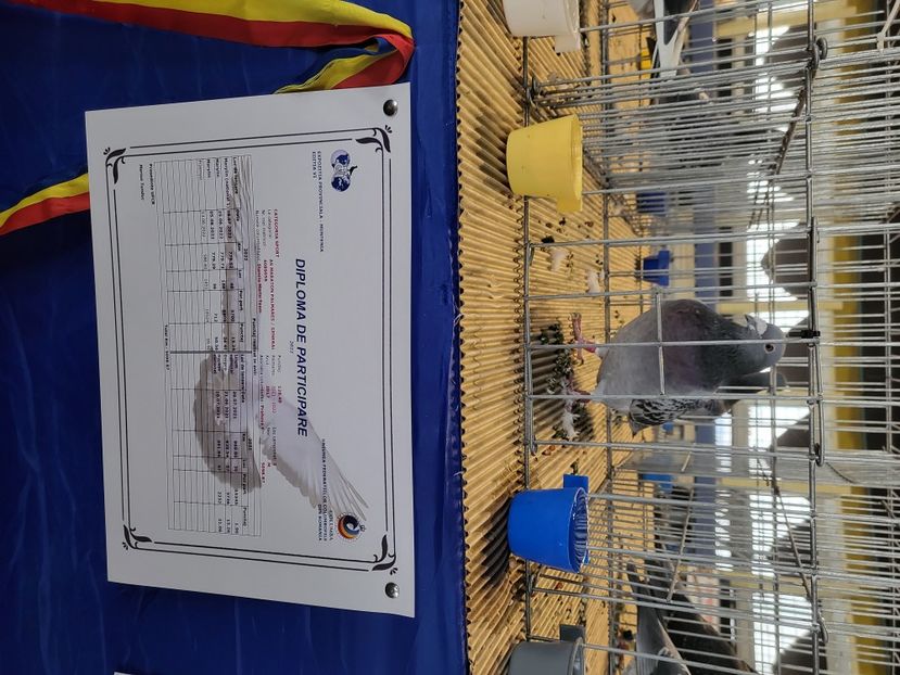  - 2022-DECEMBRIE-10-EXPOZITIE PROVINCIALA MUNTENIA-OLTENIA-COLUMBA-ROMEXPO