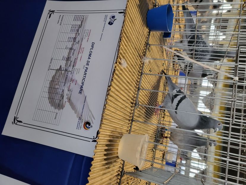  - 2022-DECEMBRIE-10-EXPOZITIE PROVINCIALA MUNTENIA-OLTENIA-COLUMBA-ROMEXPO