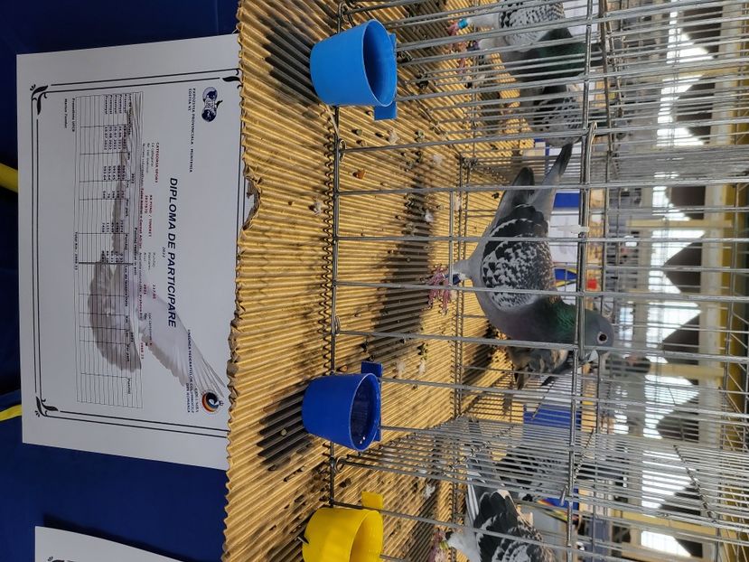  - 2022-DECEMBRIE-10-EXPOZITIE PROVINCIALA MUNTENIA-OLTENIA-COLUMBA-ROMEXPO