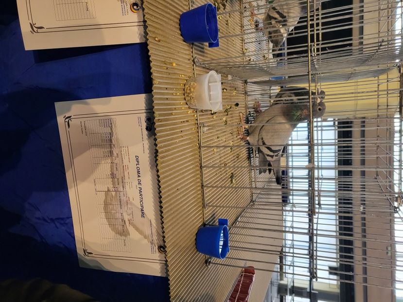  - 2022-DECEMBRIE-10-EXPOZITIE PROVINCIALA MUNTENIA-OLTENIA-COLUMBA-ROMEXPO