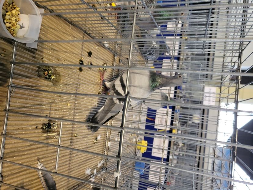  - 2022-DECEMBRIE-10-EXPOZITIE PROVINCIALA MUNTENIA-OLTENIA-COLUMBA-ROMEXPO