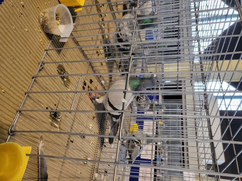  - 2022-DECEMBRIE-10-EXPOZITIE PROVINCIALA MUNTENIA-OLTENIA-COLUMBA-ROMEXPO