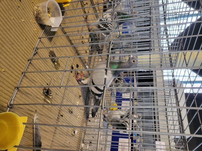  - 2022-DECEMBRIE-10-EXPOZITIE PROVINCIALA MUNTENIA-OLTENIA-COLUMBA-ROMEXPO