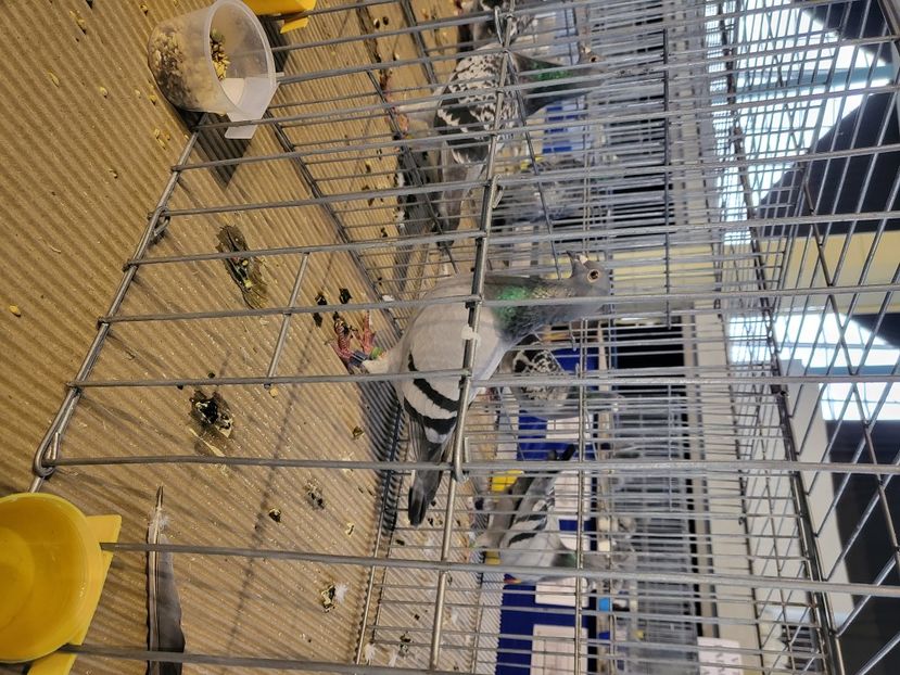  - 2022-DECEMBRIE-10-EXPOZITIE PROVINCIALA MUNTENIA-OLTENIA-COLUMBA-ROMEXPO