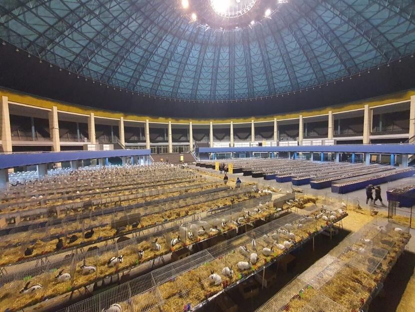 IMG-20221208-WA0004 - 2022-DECEMBRIE-10-EXPOZITIE PROVINCIALA MUNTENIA-OLTENIA-COLUMBA-ROMEXPO