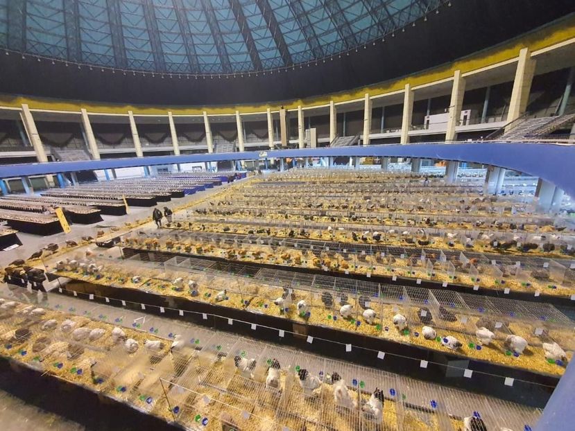 IMG-20221208-WA0006 - 2022-DECEMBRIE-10-EXPOZITIE PROVINCIALA MUNTENIA-OLTENIA-COLUMBA-ROMEXPO