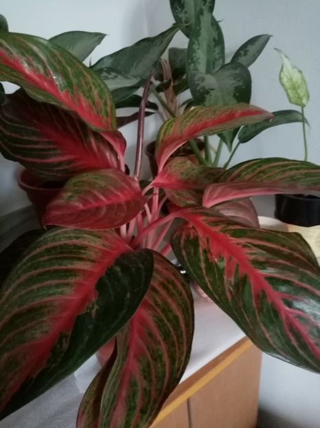  - Aglaonema- varietati