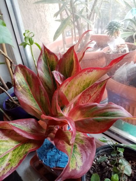  - Aglaonema- varietati