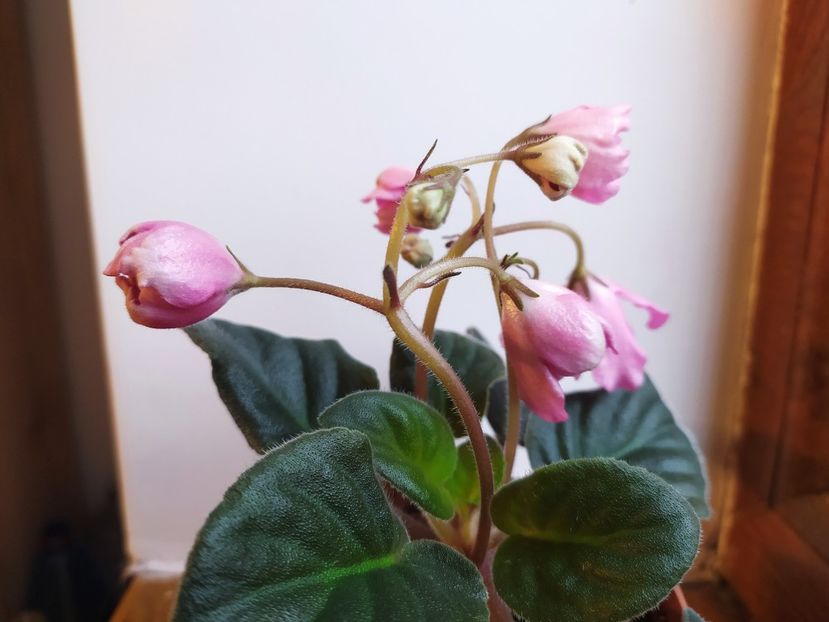 11 decembrie 2022 - Krasnyj Tyulpan