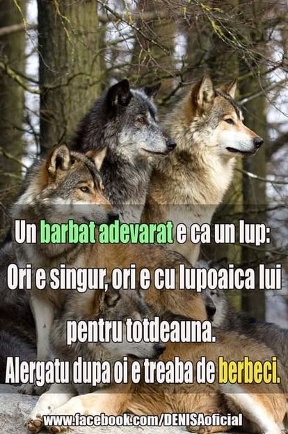 13529061_1299045653457417_7043471548839319919_n-1 - citate magnifice magice