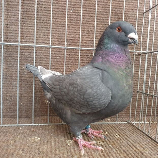  - Porumbei Vânduți