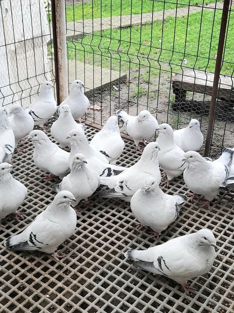  - POZE GRUP PORUMBEI