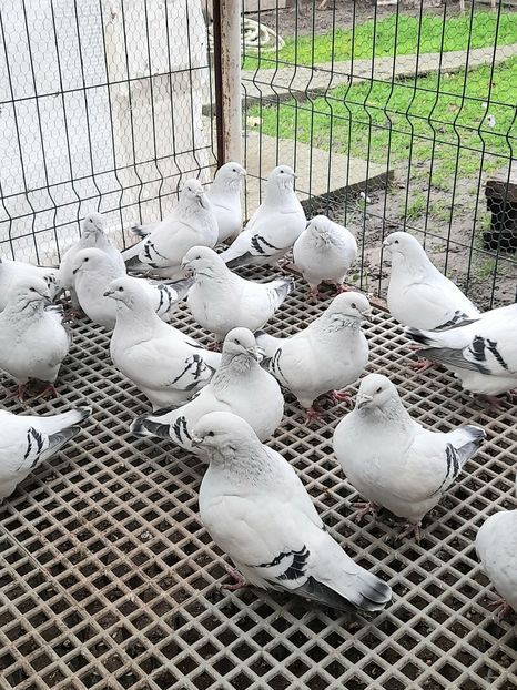  - POZE GRUP PORUMBEI