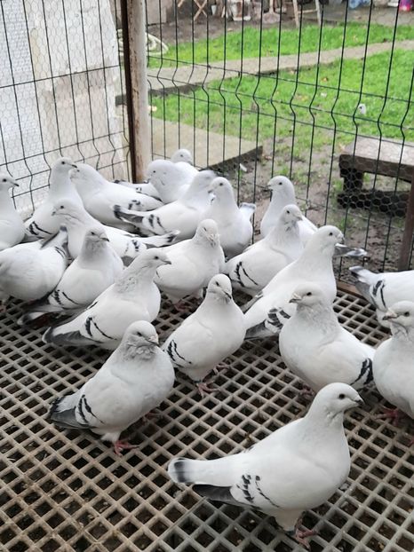  - POZE GRUP PORUMBEI