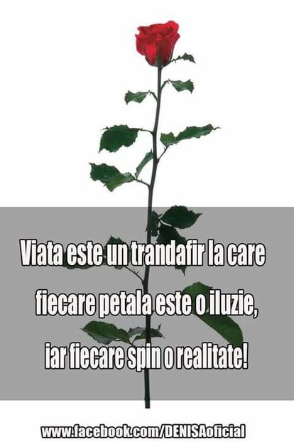  - citate show
