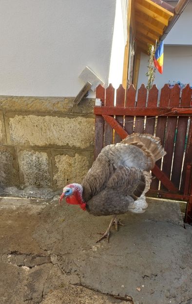  - Curci albastre
