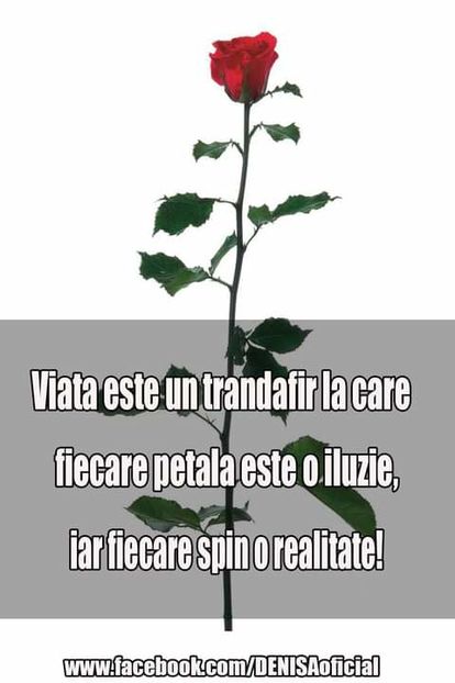 16113078_1511764212185559_4654742925580322287_o - citate uimitoare