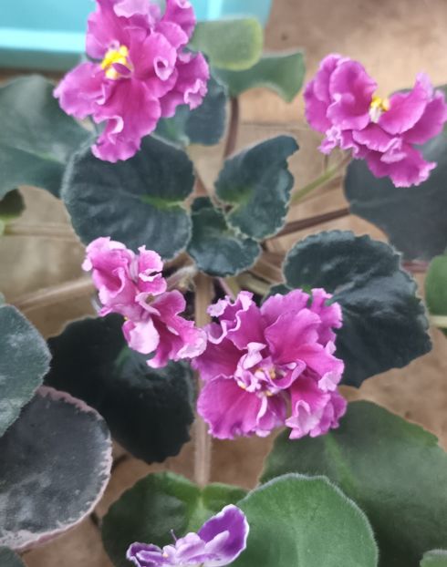  - 1 1 Violete Africane de Colecție