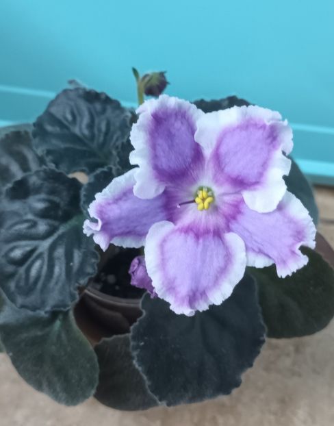  - 1 1 Violete Africane de Colecție