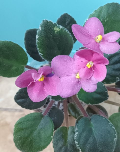  - 1 1 Violete Africane de Colecție