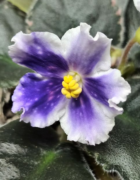  - 1 1 Violete Africane de Colecție