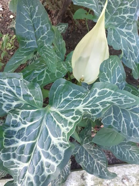  - 0 Arum italicum marmoratum